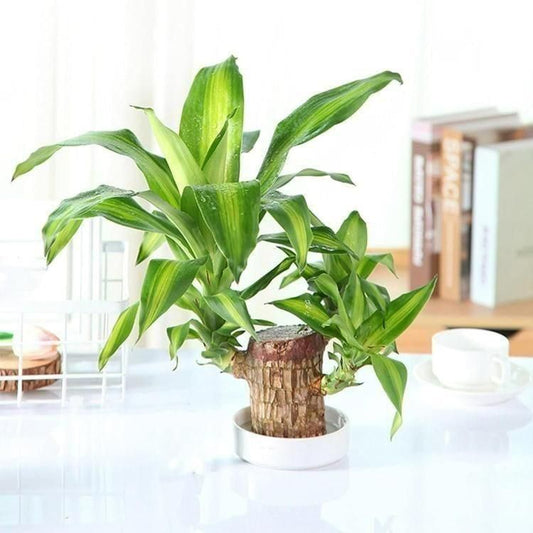 Brazilian Lucky Wood Prosperity Plant